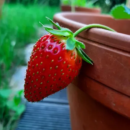 Prázdninový dům Annemarie - Schwedenhaus Mit Kuenstler-charme Und Sauna Zerpenschleuse